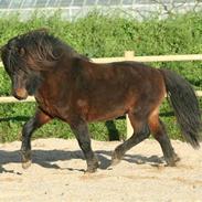 Islænder Pokki fra Fogedgården