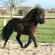 Islænder Pokki fra Fogedgården