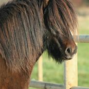 Islænder Pokki fra Fogedgården