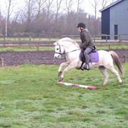 Anden særlig race Django