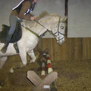 Arabisk fuldblod (OX) Flaki SOLGT