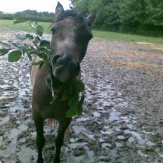 Anden særlig race Chili