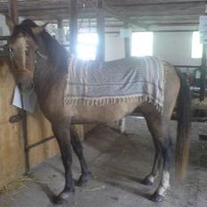 Anden særlig race Chili