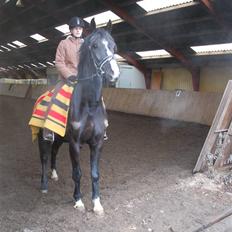 Anden særlig race Lykkes Sir Lancelot