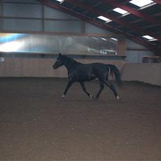 Anden særlig race Lykkes Sir Lancelot