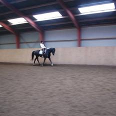 Anden særlig race Lykkes Sir Lancelot