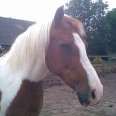 Pinto Kilmay Pretty Palett