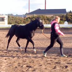 Anden særlig race Meteor <3 SOLGT