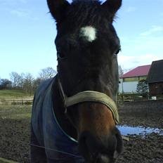 Anden særlig race Armani