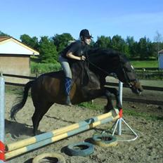 Anden særlig race Armani