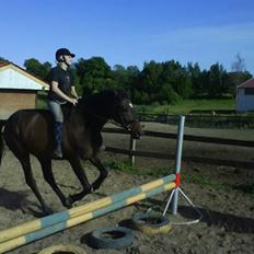 Anden særlig race Armani