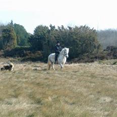 Anden særlig race Coco