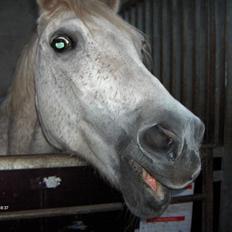 Anden særlig race /Araber Ghenoa (I himlen)