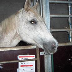 Anden særlig race /Araber Ghenoa (I himlen)