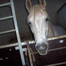 Anden særlig race /Araber Ghenoa (I himlen)