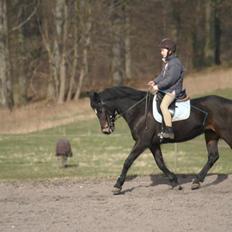 New Forest bellami * solgt*