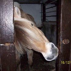 Fjordhest Freja (har redet) ;-(