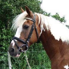 Pinto Matrix SOLGT !