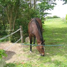 Engelsk Varmblod Fatal Experience *død*