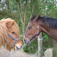 Engelsk Varmblod Fatal Experience *død*