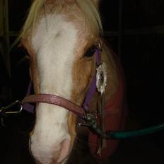Welsh Mountain (sec A) Flicka *Flicksen* 