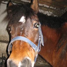 Anden særlig race Mille<3 † R.I.P.† :'i