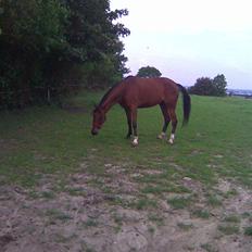 Svensk Varmblod HollyWood Boss