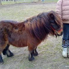 Shetlænder Felix (solt): (