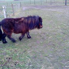 Shetlænder Felix (solt): (