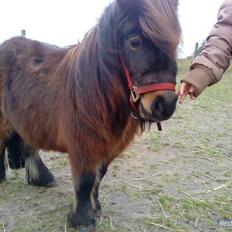 Shetlænder Felix (solt): (