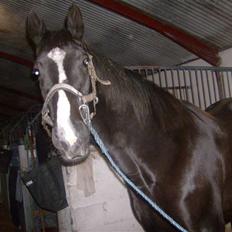 Anden særlig race Venus (solgt)