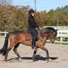 New Forest A Million