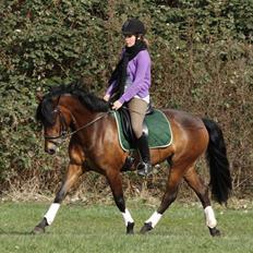 New Forest A Million