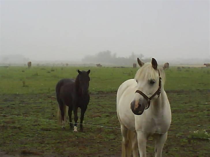 Anden særlig race Laika SOLGT ;( - Laika er på marken med Topsy<3<3 billede 11