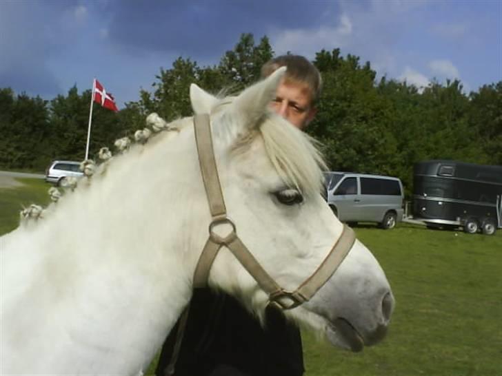 Anden særlig race Laika SOLGT ;( - Til stævne i Bolderslev!! billede 14