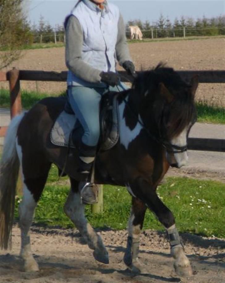 Anden særlig race Brahsal´s Power billede 2