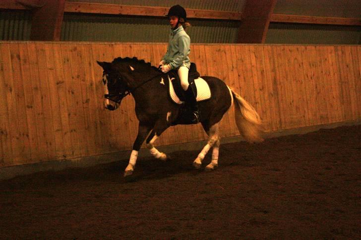 Anden særlig race Brahsal´s Power billede 4