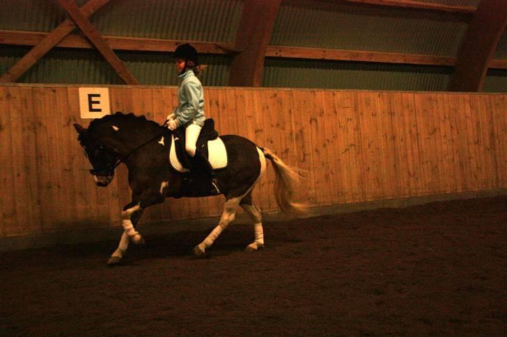 Anden særlig race Brahsal´s Power billede 5