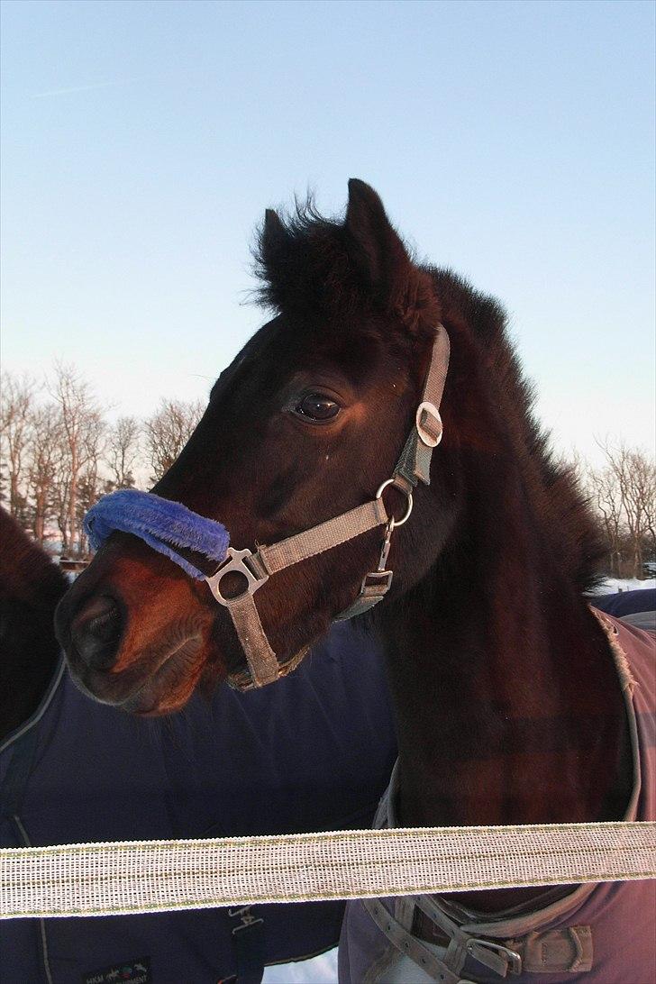 Anden særlig race westergaard`s mike B-pony -  smukkere pony findes ikke!!!<3  Mike på folden ;´* januar 2010;)<3 elsker diig skaat! billede 16