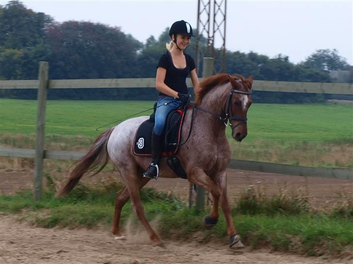 Welsh Pony (sec B) Bjerregårds Eros <3   - Nyt (: billede 8