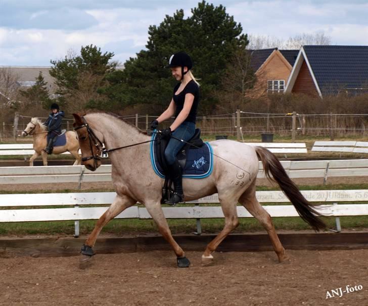 Welsh Pony (sec B) Bjerregårds Eros <3   - Nyt <3 billede 10