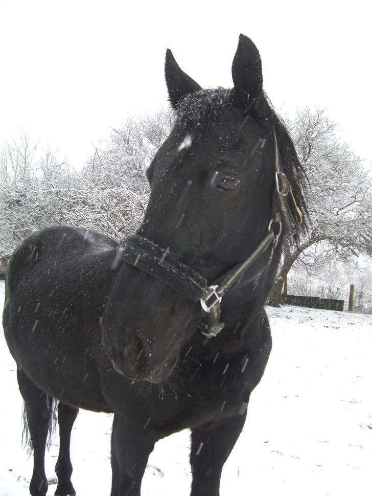 Oldenborg Lucky Star R.I.P - feb. 08 billede 1