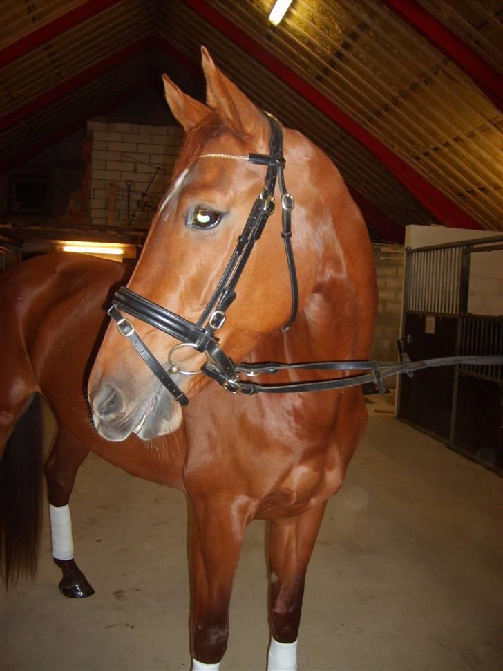 Hollandsk Varmblod Whitney - Rigtig shinet op..:) billede 6