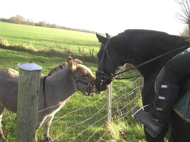 Oldenborg Lucky Star R.I.P - vinter 08 billede 6