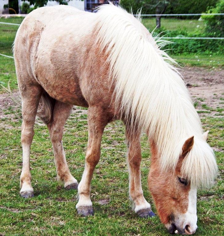 Islænder Storgaardens Glama - ahhhh, det var dejlig <3 billede 15
