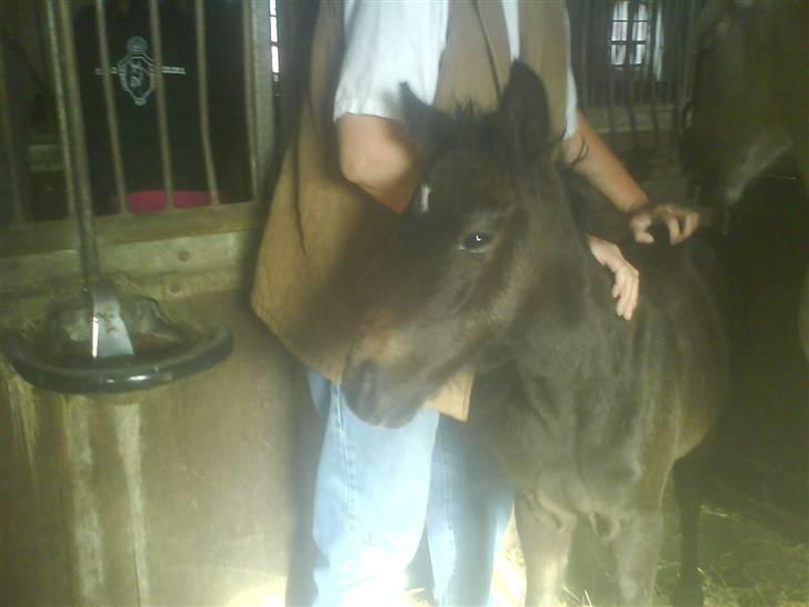 Anden særlig race Stald Magnas Momo Zon - Er ham ikk bare søde. billede 4