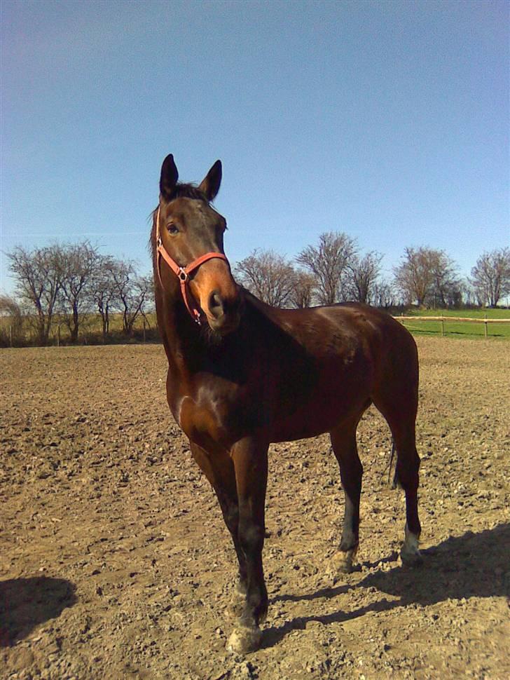 Oldenborg Egelund Milagro - på så kort tid, fik du en kæmpe plads i mit hjerte, og det vil du altid have♥ billede 10