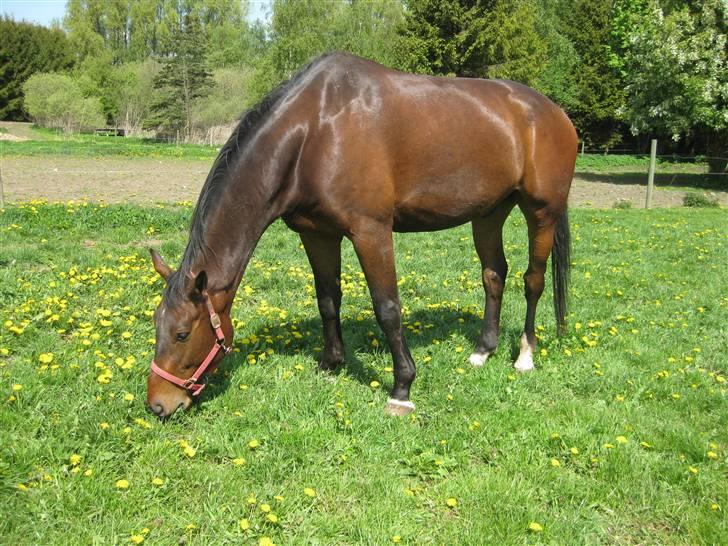 Oldenborg Egelund Milagro - du var smuk, både udenpå og inden i♥ billede 11