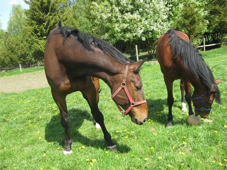 Oldenborg Egelund Milagro - "Hvad har du gang i Nitro?" :D billede 12