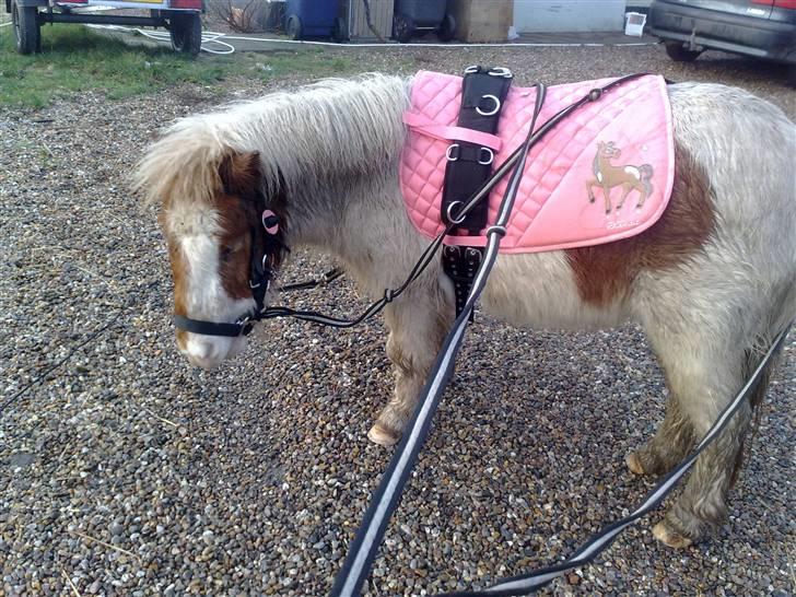 Shetlænder Trille<3 - meget nyt :D trille med longe gjord og underlag <3.. vi træner til vogn :P billede 20